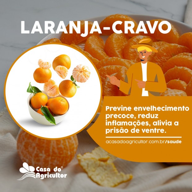 Benefícios da laranja cravo