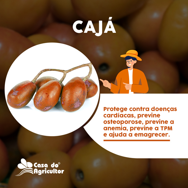 Cajá: Descubra 6 benefícios poderosos dessa fruta para a sua saúde