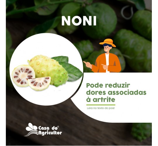 Conheça 7 benefícios da fruta noni