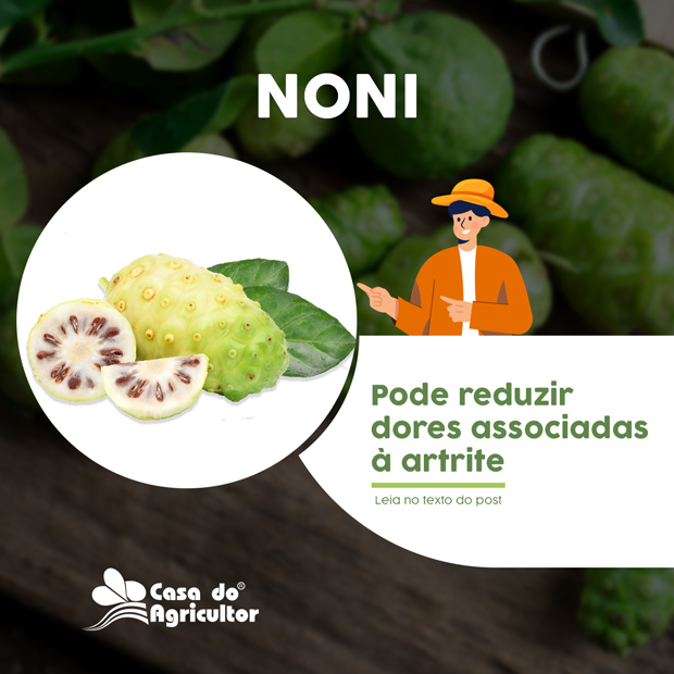 Conheça 7 benefícios da fruta noni