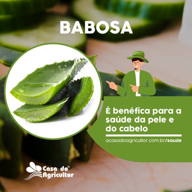 Benefícios da Babosa