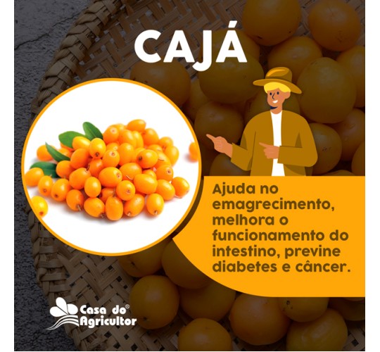 Benefícios do Cajá