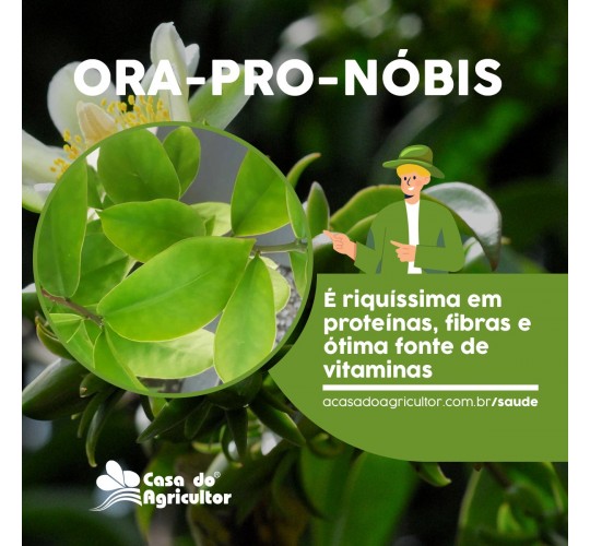 Ora-pro-nóbis é rica em proteínas e versátil nos preparos: conheça seus benefícios