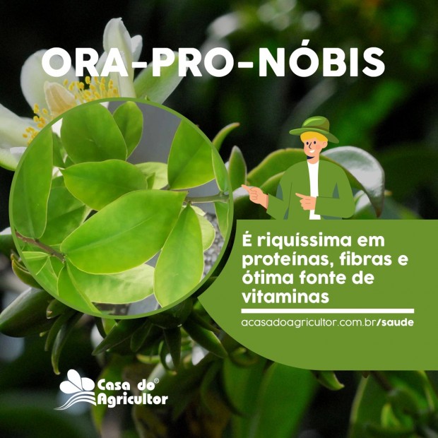 Ora-pro-nóbis é rica em proteínas e versátil nos preparos: conheça seus benefícios
