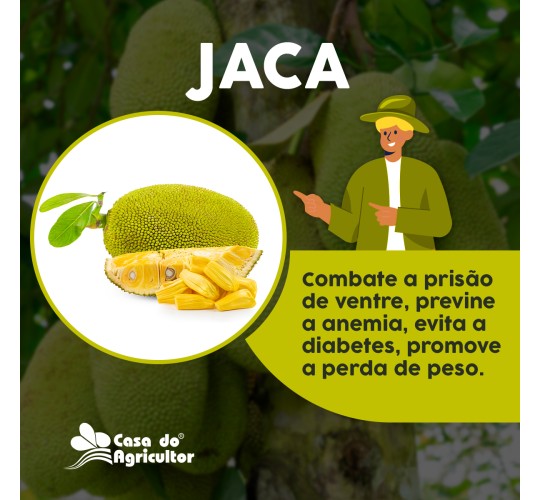 Benefícios da jaca