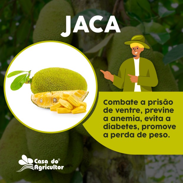 Benefícios da jaca