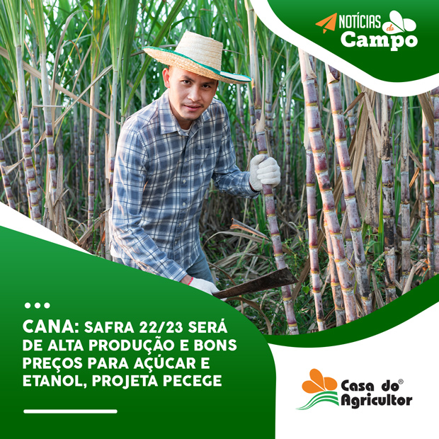 Cana: Safra 22/23 será de alta produção e bons preços para açúcar e etanol, projeta Pecege