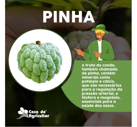 Benefícios da Fruta do Conde (Pinha)