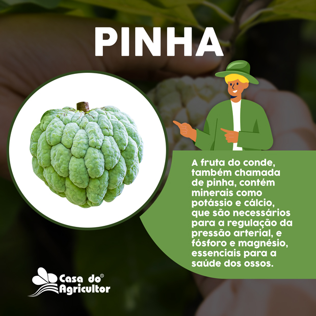 Benefícios da Fruta do Conde (Pinha)